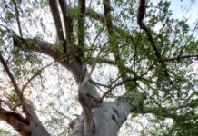 मंत्री धर्मवीर प्रजापति को मिला ‘पारिजात’ का आशीर्वाद