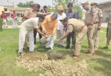 जिनके पास जगह नहीं है वे गमलों में लगाये तुलसी और मुफ्त में पाये ऑक्सीजन-धर्मवीर प्रजापति