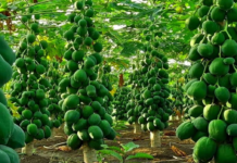 पूर्वांचल के किसान अब पेड़ लगाकर कमा सकेंगे पैसे
