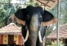 देश में पहली बार असली ‘हाथी’ जैसे एक ‘रोबोटिक हाथी’ का इस्तेमाल मन्दिर में…