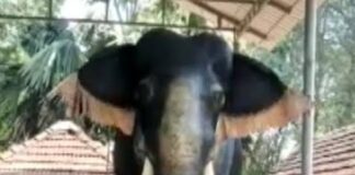 देश में पहली बार असली ‘हाथी’ जैसे एक ‘रोबोटिक हाथी’ का इस्तेमाल मन्दिर में…